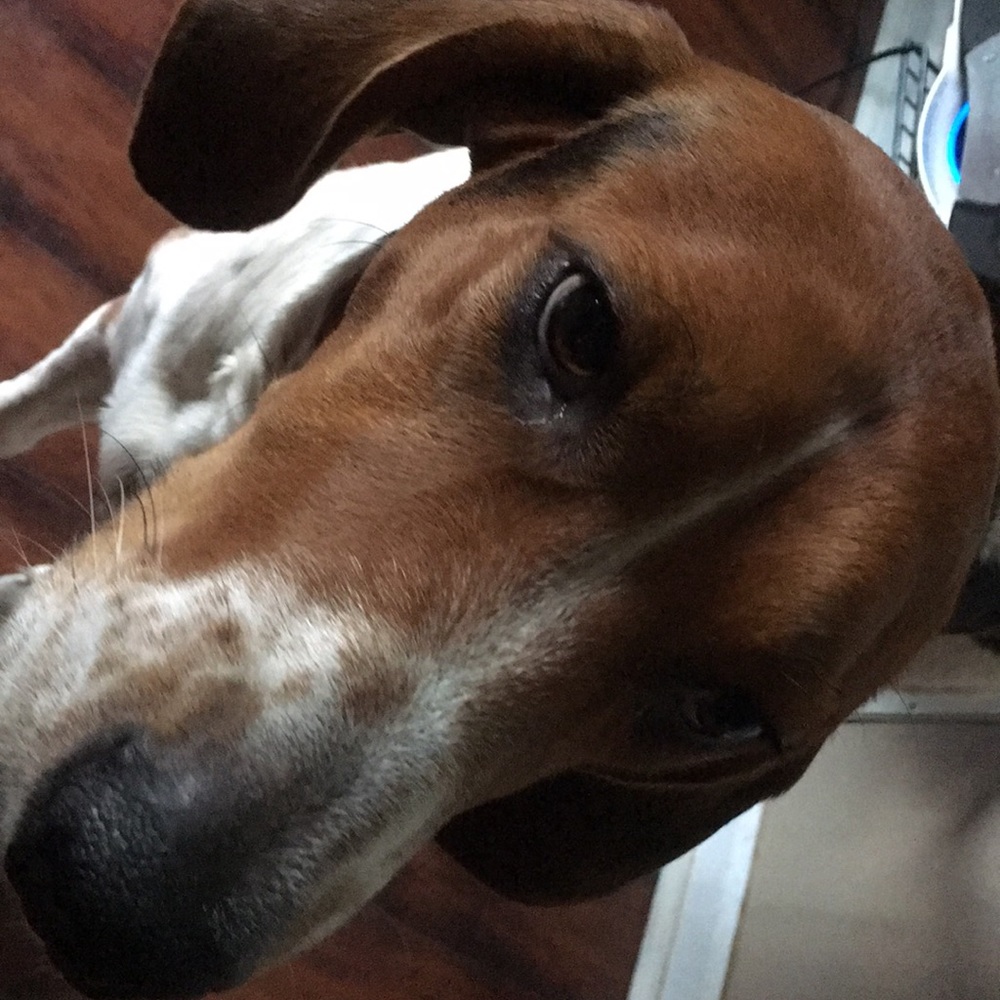 Meet your Posher, Candie